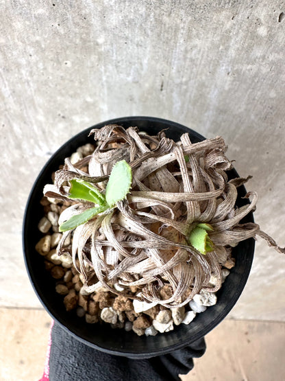 【現品限り】オトンナ・レトロルサ 実生3年【J2】 Othonna retrorsa