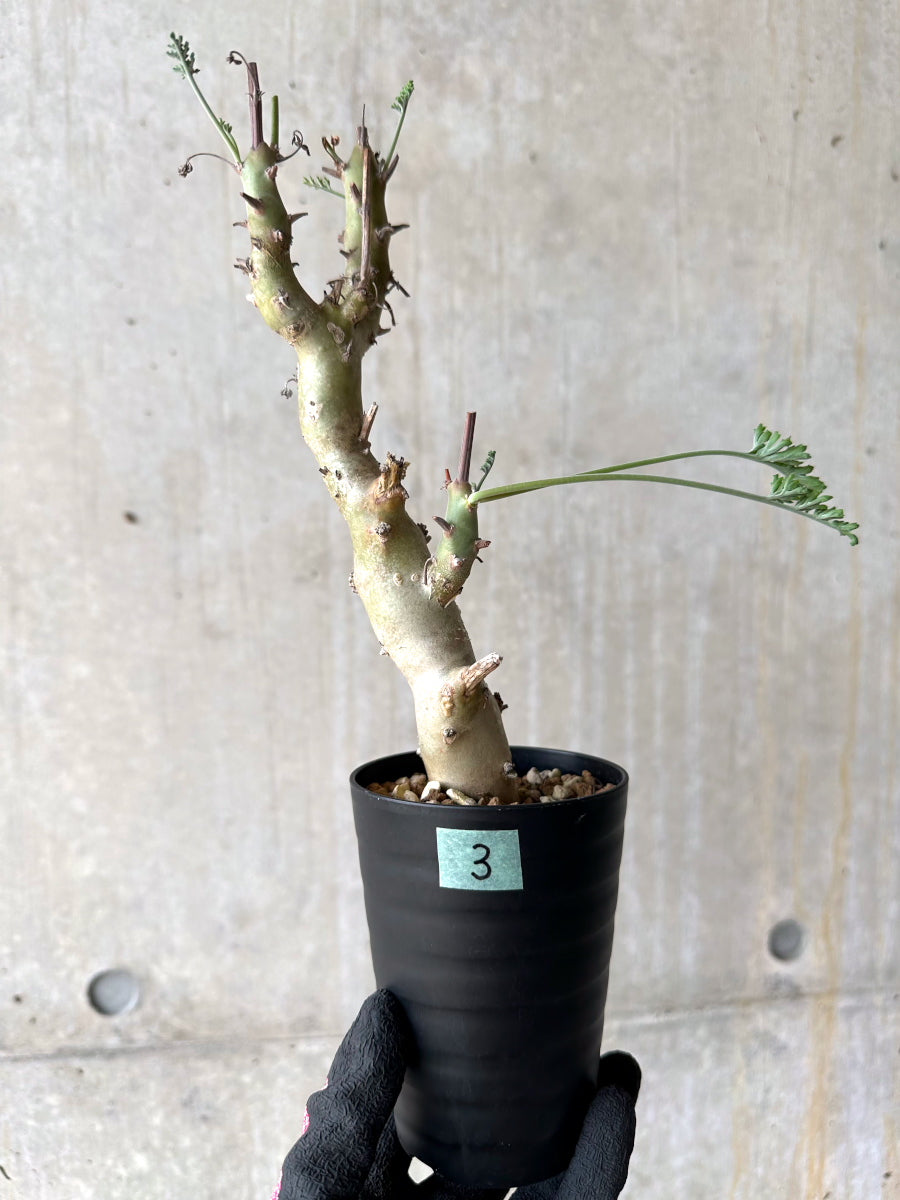 【現品限り】ペラルゴニウム・クリズミフォリウム 挿し木 発根済み【J3】 Pelargonium crithmifolium