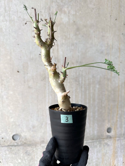 【現品限り】ペラルゴニウム・クリズミフォリウム 挿し木 発根済み【J3】 Pelargonium crithmifolium