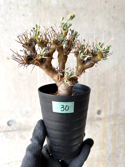 【現品限り】オトンナ・ユーフォルビオイデス[在庫整理価格]【J30】 Othonna euphorbioides