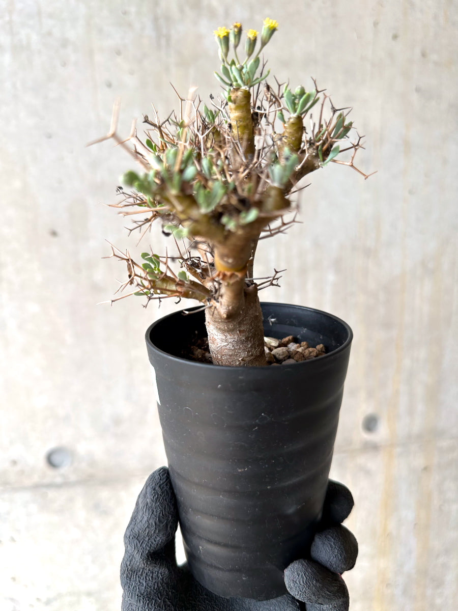 【現品限り】オトンナ・ユーフォルビオイデス[在庫整理価格]【J30】 Othonna euphorbioides