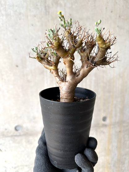 【現品限り】オトンナ・ユーフォルビオイデス[在庫整理価格]【J30】 Othonna euphorbioides