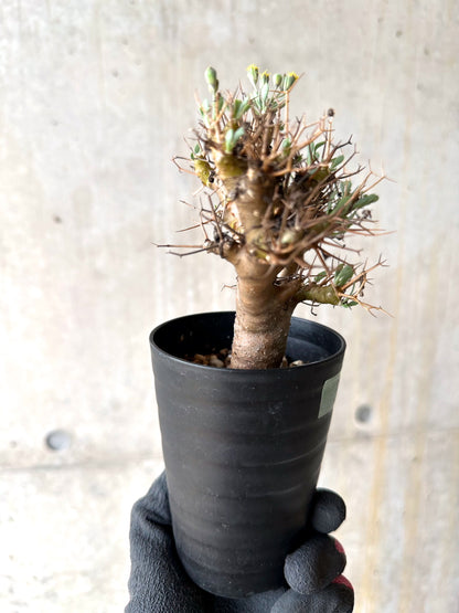 【現品限り】オトンナ・ユーフォルビオイデス[在庫整理価格]【J30】 Othonna euphorbioides