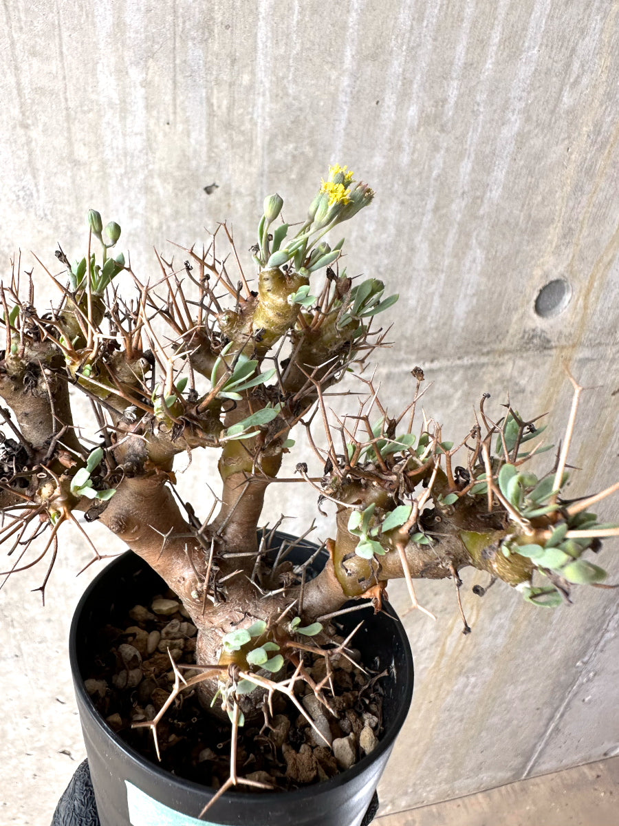 【現品限り】オトンナ・ユーフォルビオイデス[在庫整理価格]【J30】 Othonna euphorbioides