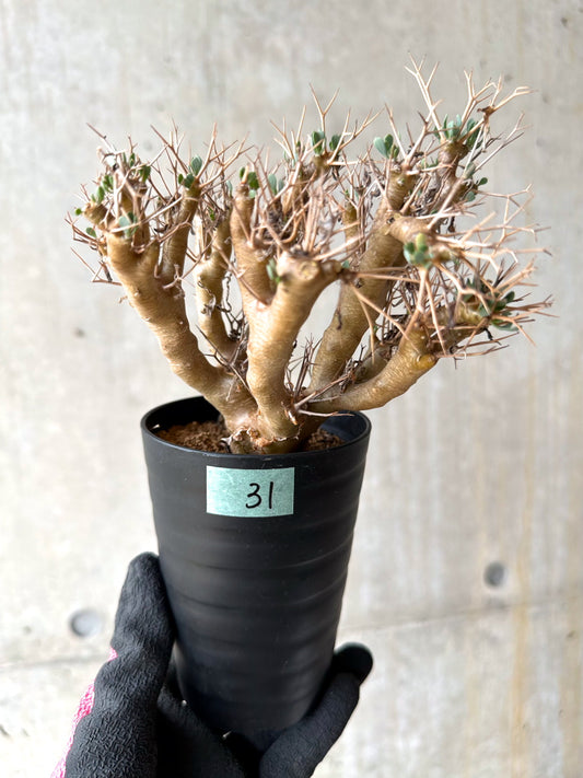 【現品限り】オトンナ・ユーフォルビオイデス[在庫整理価格]【J31】 Othonna euphorbioides