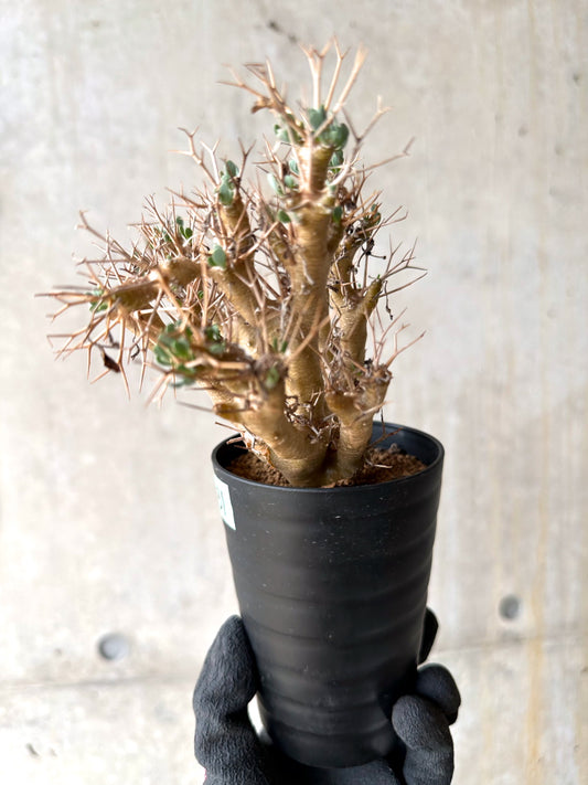 【現品限り】オトンナ・ユーフォルビオイデス[在庫整理価格]【J31】 Othonna euphorbioides
