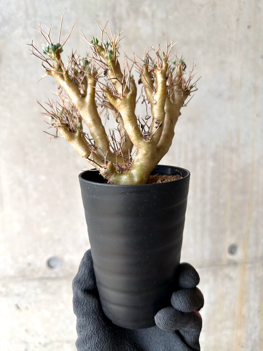 【現品限り】オトンナ・ユーフォルビオイデス[在庫整理価格]【J31】 Othonna euphorbioides