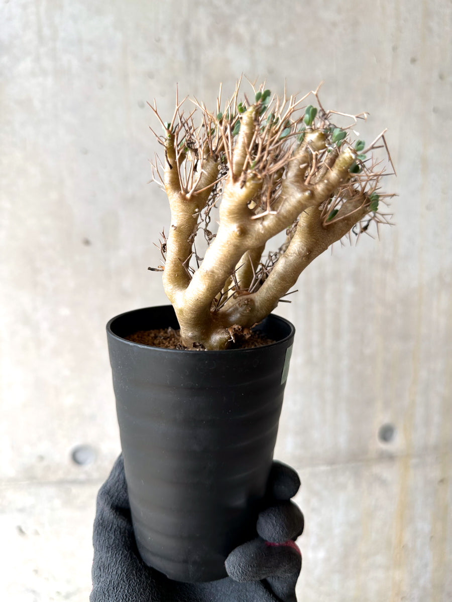 【現品限り】オトンナ・ユーフォルビオイデス[在庫整理価格]【J31】 Othonna euphorbioides