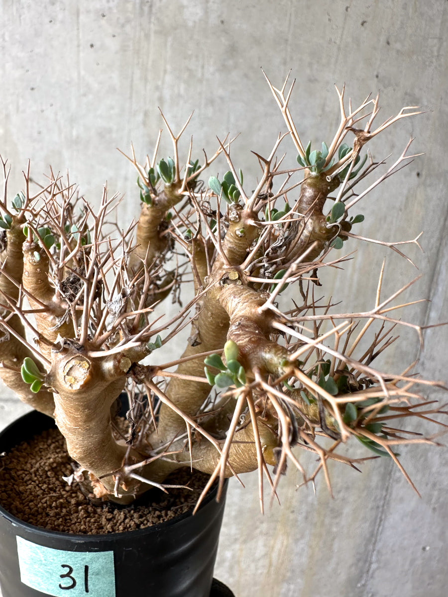 【現品限り】オトンナ・ユーフォルビオイデス[在庫整理価格]【J31】 Othonna euphorbioides