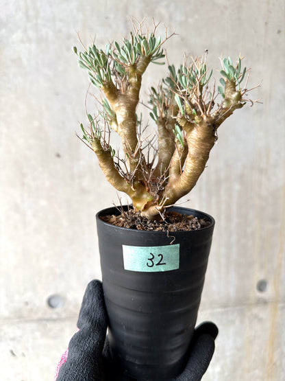 【現品限り】オトンナ・ユーフォルビオイデス[在庫整理価格]【J32】 Othonna euphorbioides