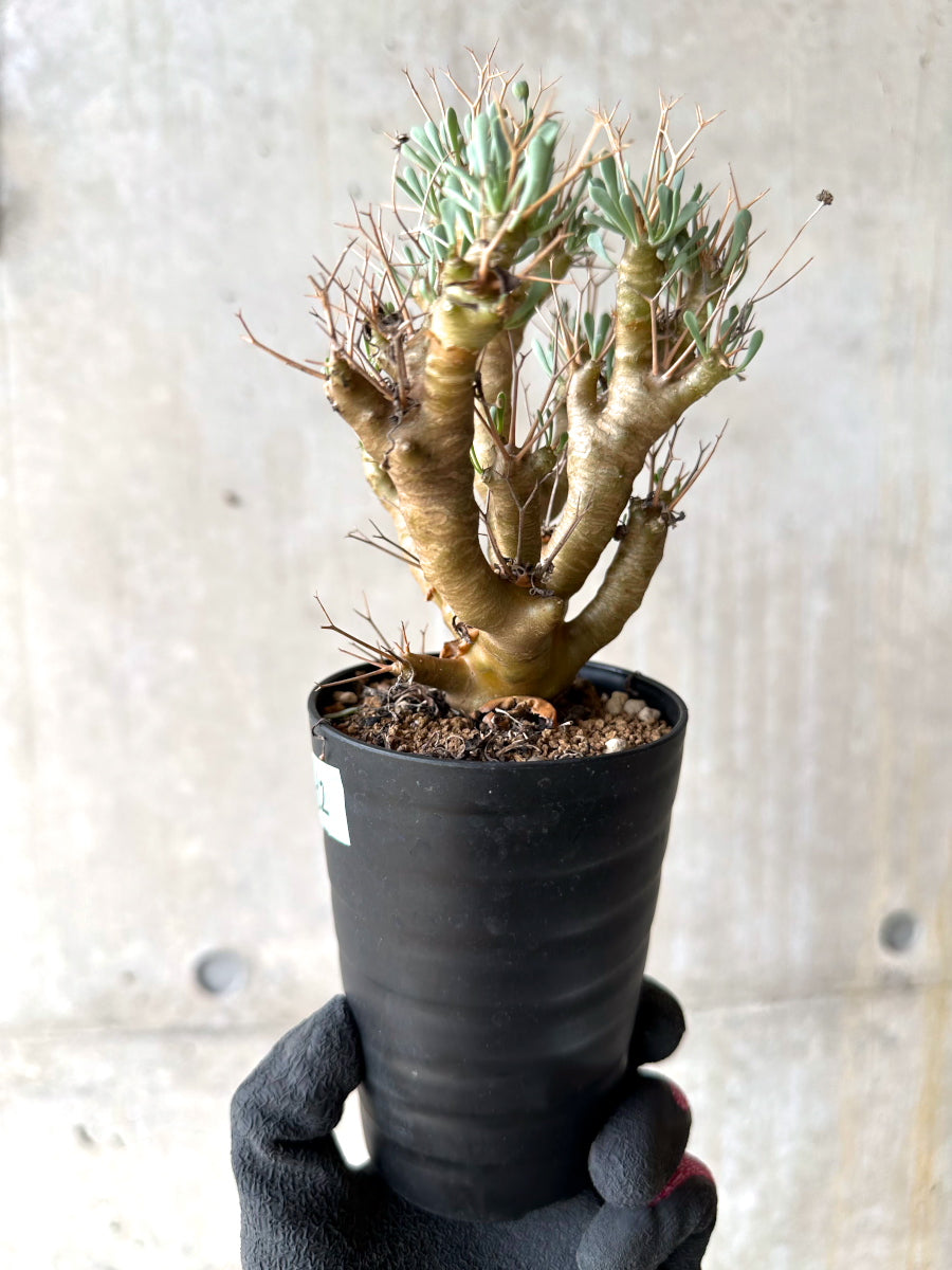 【現品限り】オトンナ・ユーフォルビオイデス[在庫整理価格]【J32】 Othonna euphorbioides