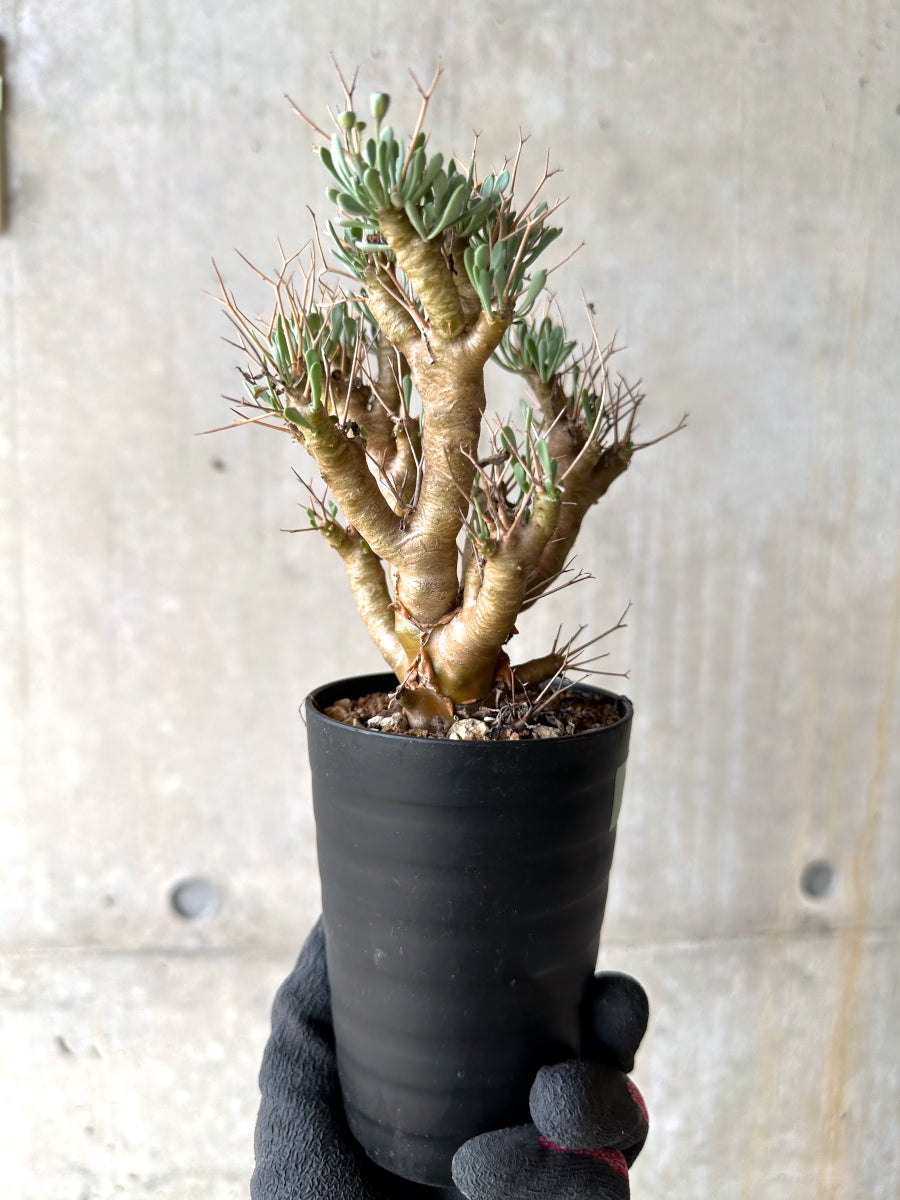 【現品限り】オトンナ・ユーフォルビオイデス[在庫整理価格]【J32】 Othonna euphorbioides