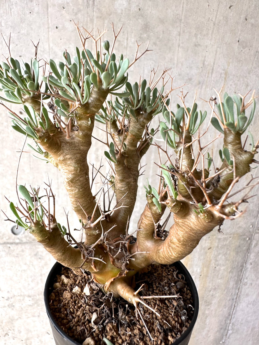 【現品限り】オトンナ・ユーフォルビオイデス[在庫整理価格]【J32】 Othonna euphorbioides