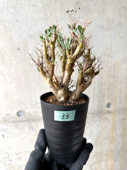 【現品限り】オトンナ・ユーフォルビオイデス[在庫整理価格]【J33】 Othonna euphorbioides