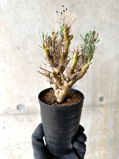 【現品限り】オトンナ・ユーフォルビオイデス[在庫整理価格]【J33】 Othonna euphorbioides