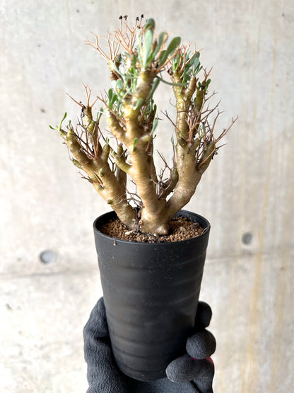 【現品限り】オトンナ・ユーフォルビオイデス[在庫整理価格]【J33】 Othonna euphorbioides