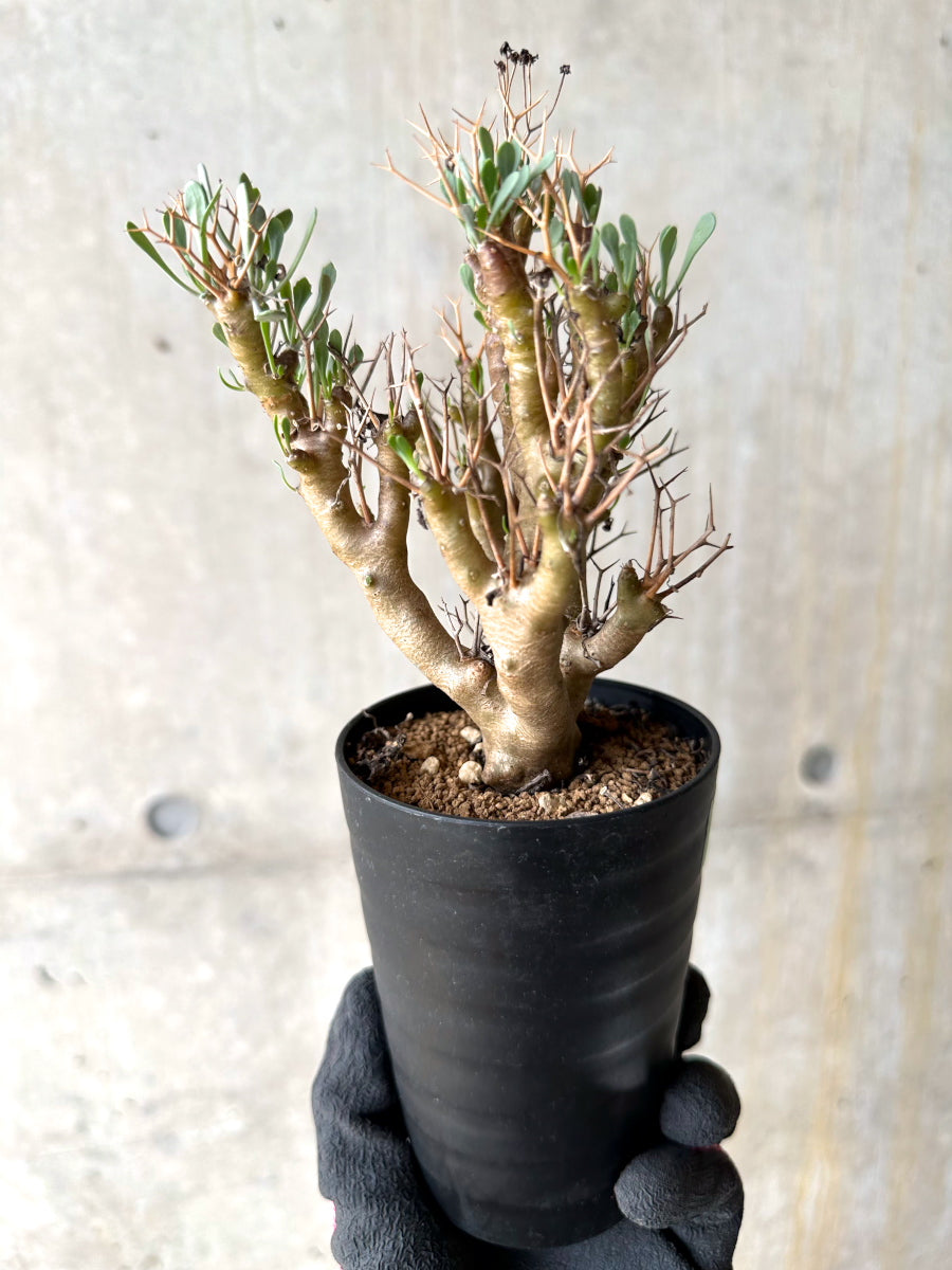 【現品限り】オトンナ・ユーフォルビオイデス[在庫整理価格]【J33】 Othonna euphorbioides