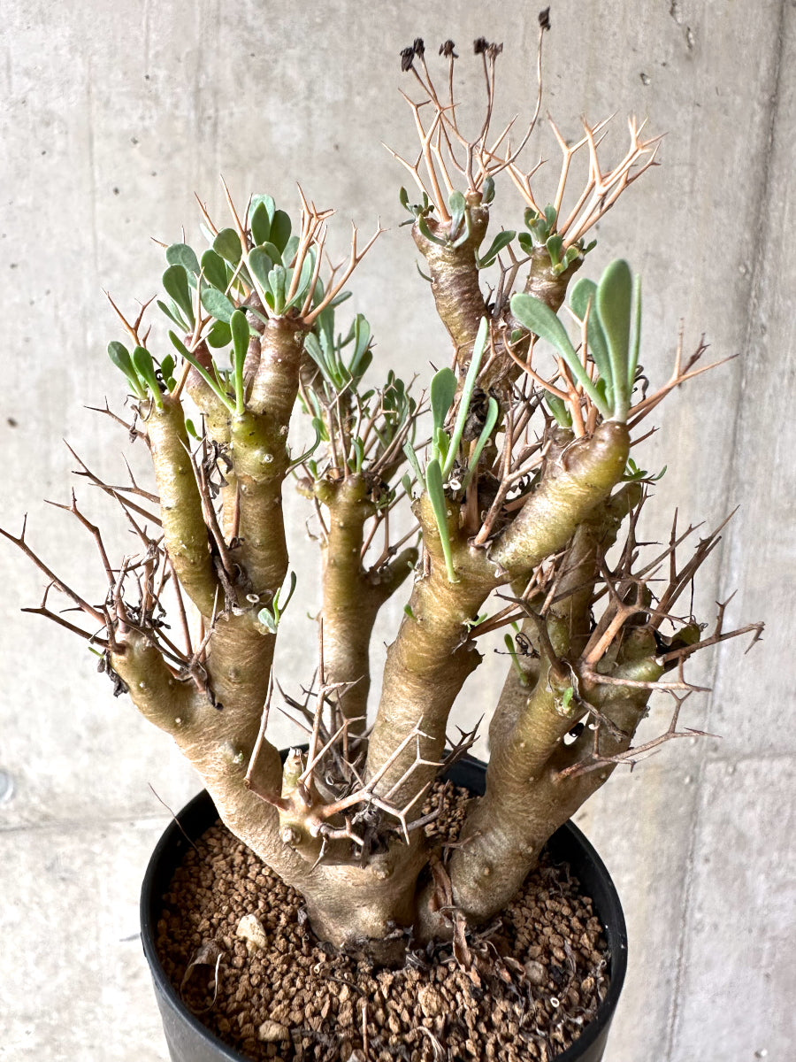 【現品限り】オトンナ・ユーフォルビオイデス[在庫整理価格]【J33】 Othonna euphorbioides