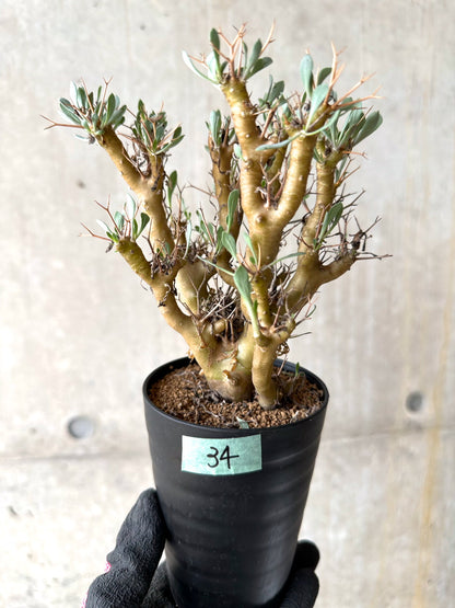 【現品限り】オトンナ・ユーフォルビオイデス[在庫整理価格]【J34】 Othonna euphorbioides