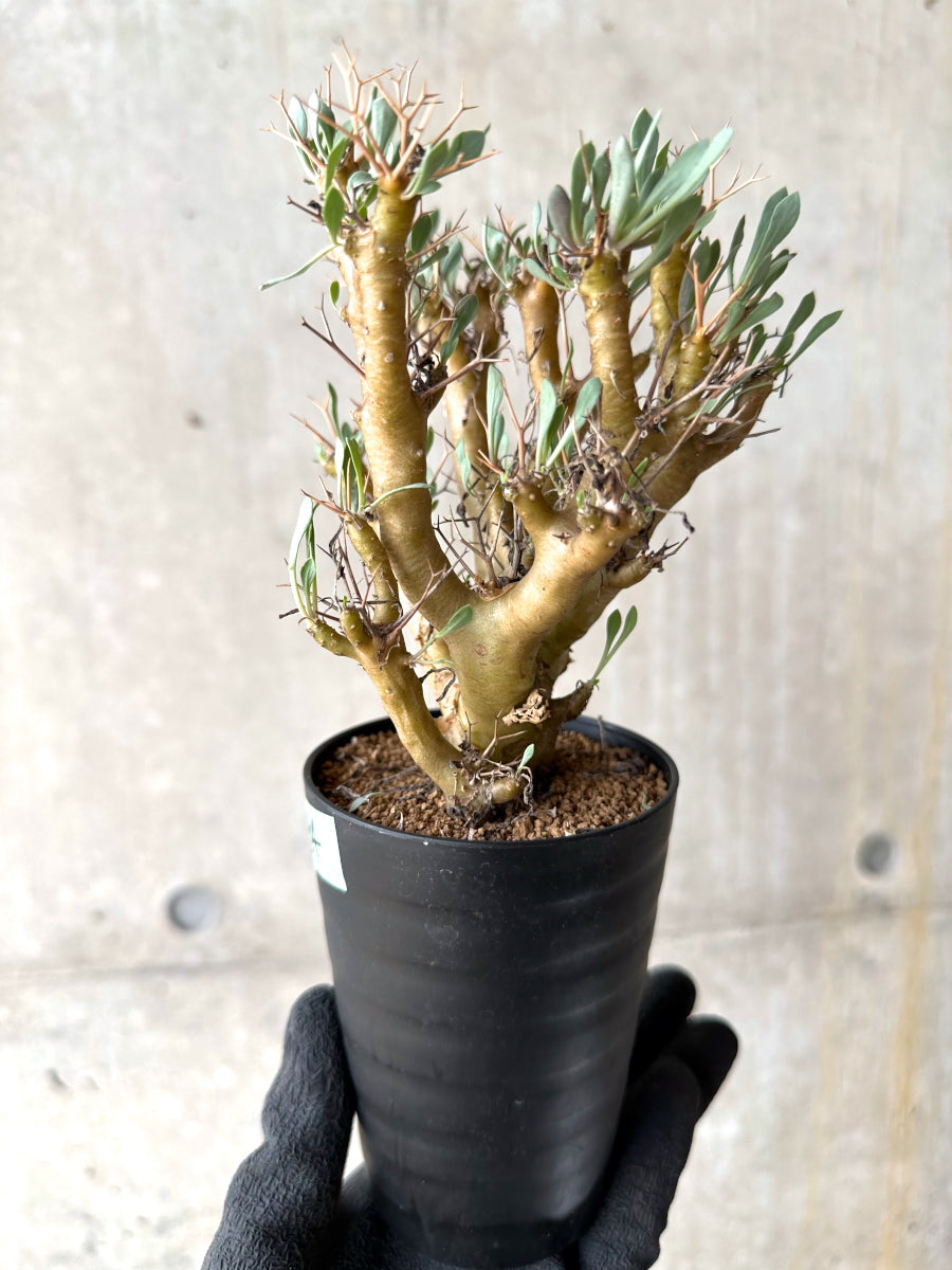 【現品限り】オトンナ・ユーフォルビオイデス[在庫整理価格]【J34】 Othonna euphorbioides