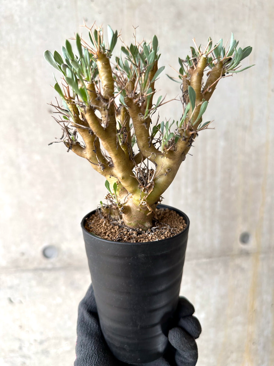 【現品限り】オトンナ・ユーフォルビオイデス[在庫整理価格]【J34】 Othonna euphorbioides