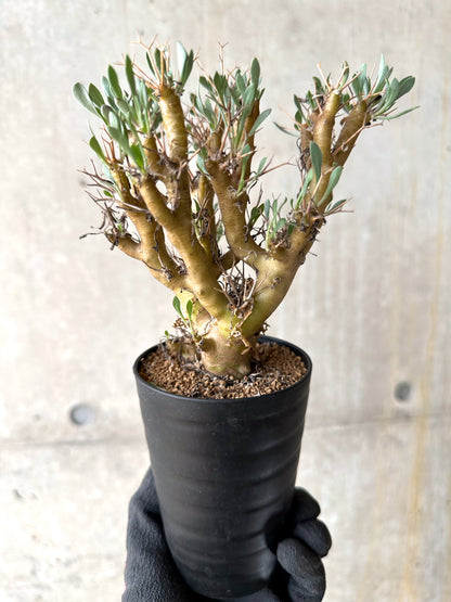 【現品限り】オトンナ・ユーフォルビオイデス[在庫整理価格]【J34】 Othonna euphorbioides