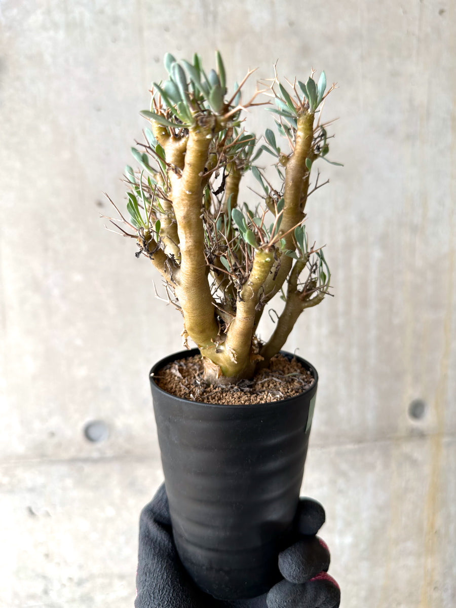 【現品限り】オトンナ・ユーフォルビオイデス[在庫整理価格]【J34】 Othonna euphorbioides