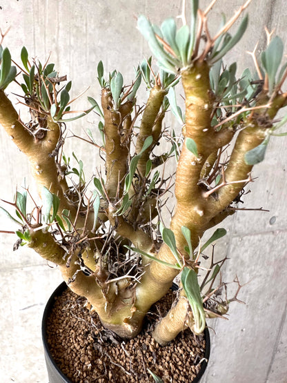 【現品限り】オトンナ・ユーフォルビオイデス[在庫整理価格]【J34】 Othonna euphorbioides