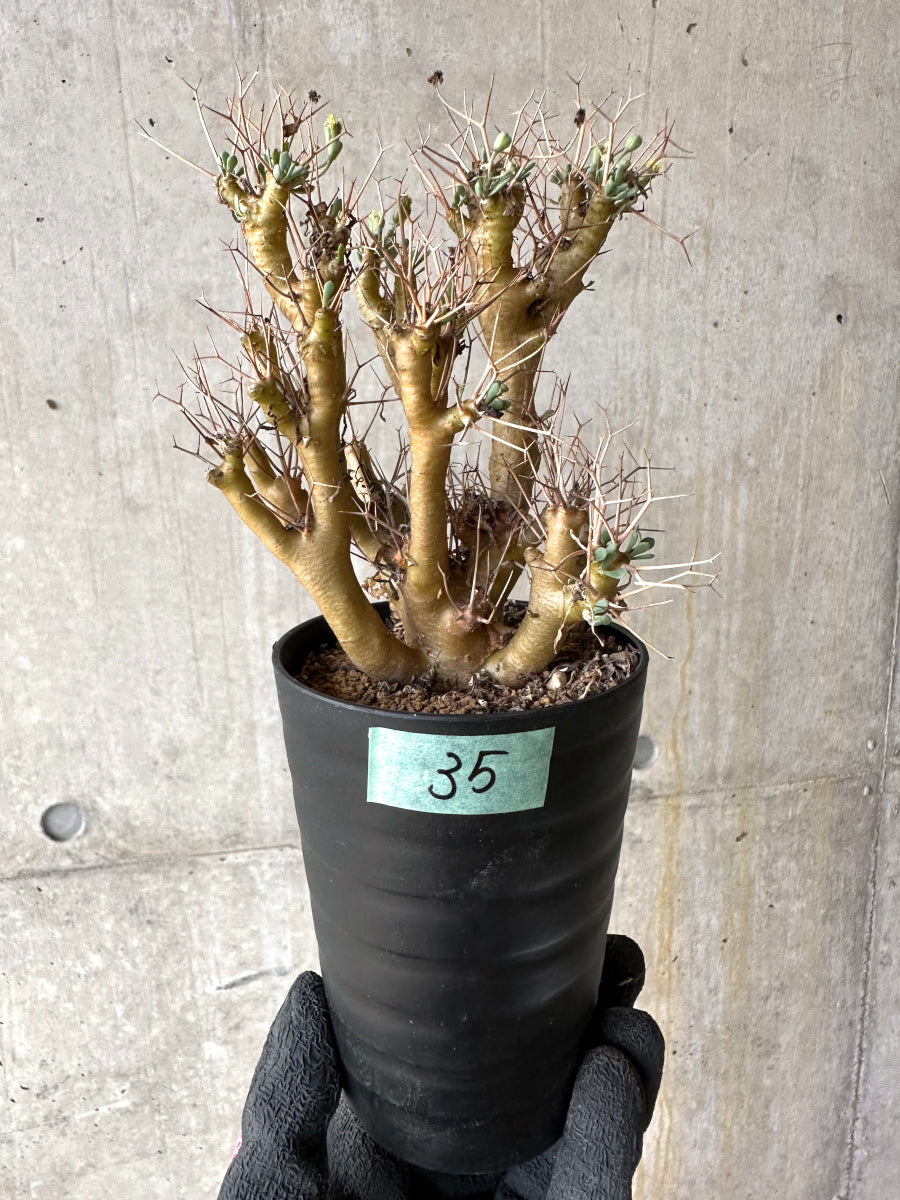 【現品限り】オトンナ・ユーフォルビオイデス[在庫整理価格]【J35】 Othonna euphorbioides