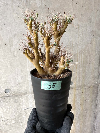 【現品限り】オトンナ・ユーフォルビオイデス[在庫整理価格]【J35】 Othonna euphorbioides