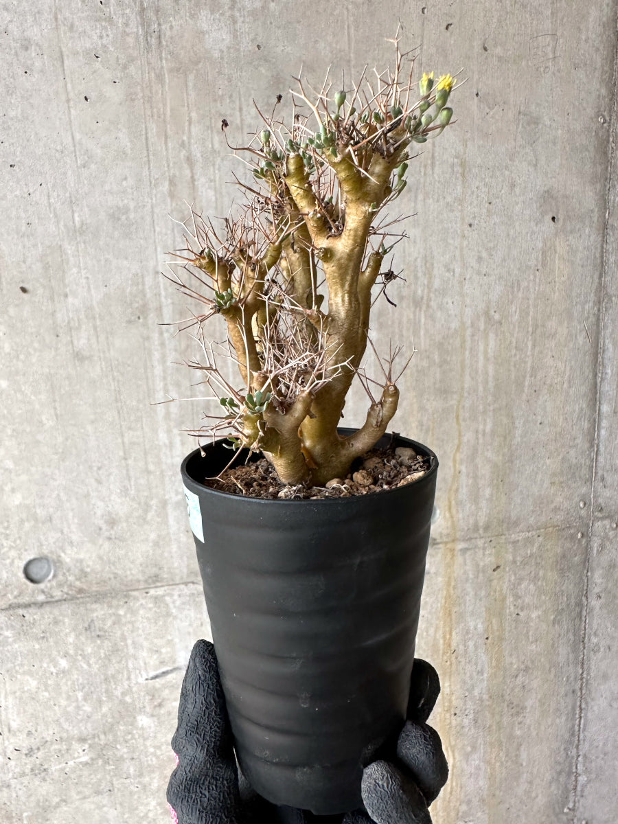 【現品限り】オトンナ・ユーフォルビオイデス[在庫整理価格]【J35】 Othonna euphorbioides