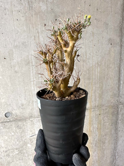 【現品限り】オトンナ・ユーフォルビオイデス[在庫整理価格]【J35】 Othonna euphorbioides