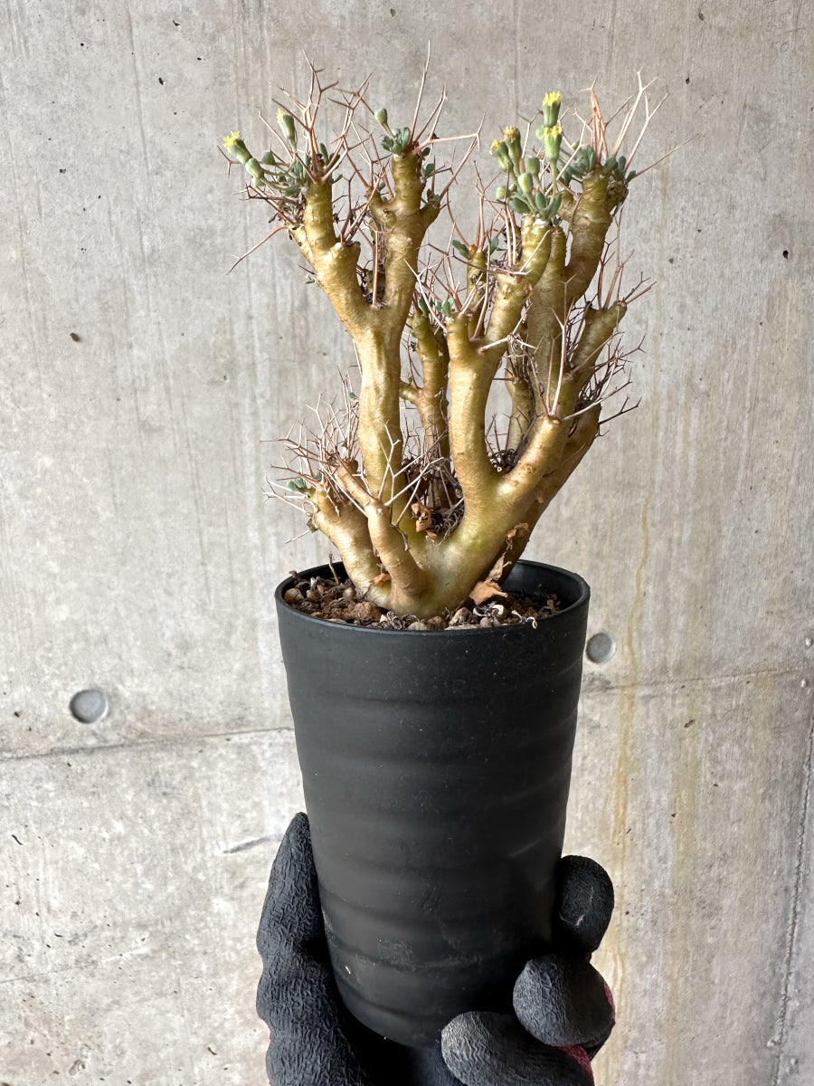 【現品限り】オトンナ・ユーフォルビオイデス[在庫整理価格]【J35】 Othonna euphorbioides