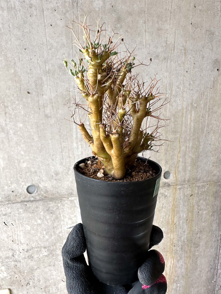 【現品限り】オトンナ・ユーフォルビオイデス[在庫整理価格]【J35】 Othonna euphorbioides