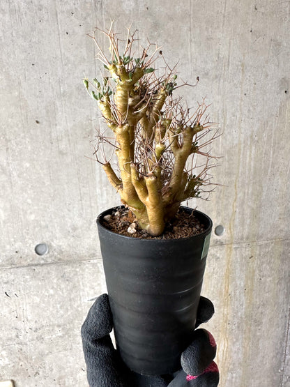 【現品限り】オトンナ・ユーフォルビオイデス[在庫整理価格]【J35】 Othonna euphorbioides