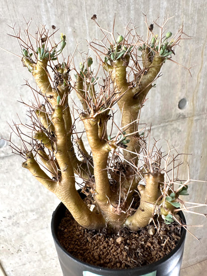 【現品限り】オトンナ・ユーフォルビオイデス[在庫整理価格]【J35】 Othonna euphorbioides