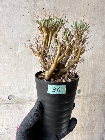 【現品限り】オトンナ・ユーフォルビオイデス[在庫整理価格]【J36】 Othonna euphorbioides