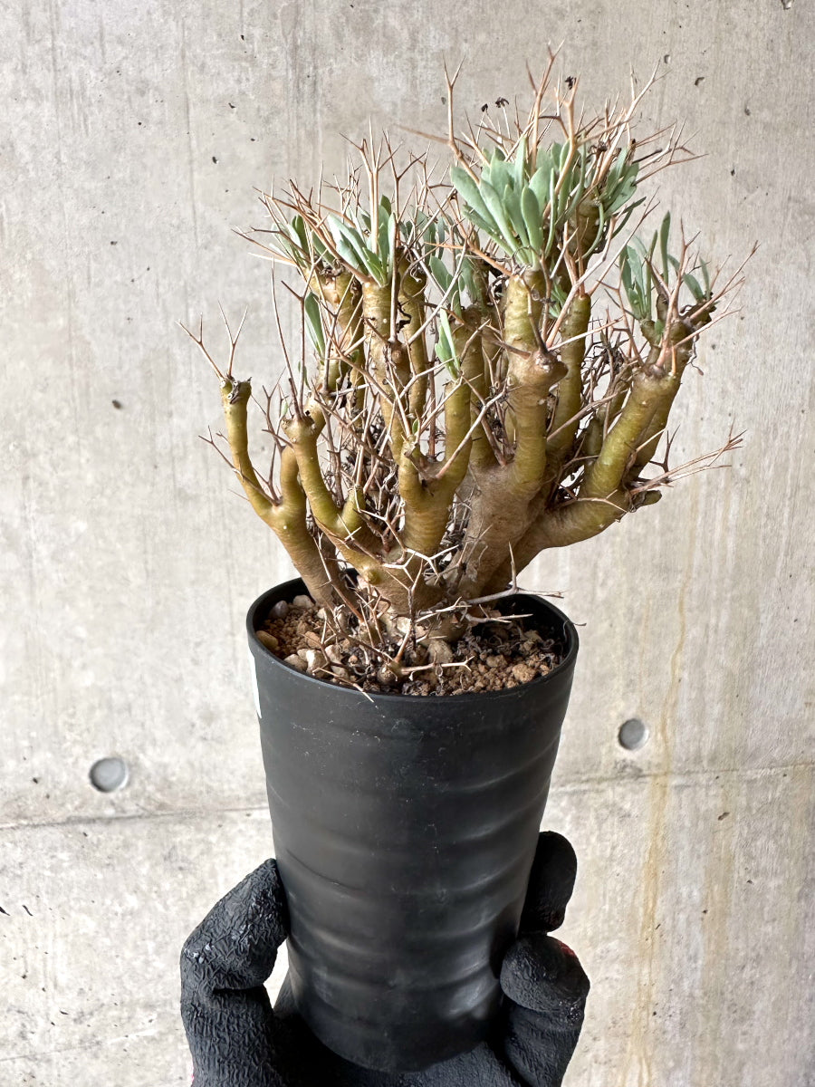 【現品限り】オトンナ・ユーフォルビオイデス[在庫整理価格]【J36】 Othonna euphorbioides