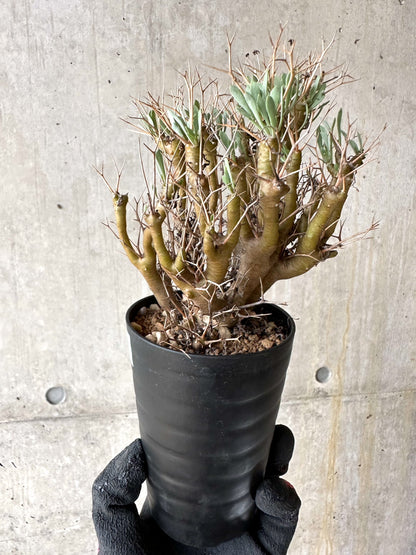 【現品限り】オトンナ・ユーフォルビオイデス[在庫整理価格]【J36】 Othonna euphorbioides