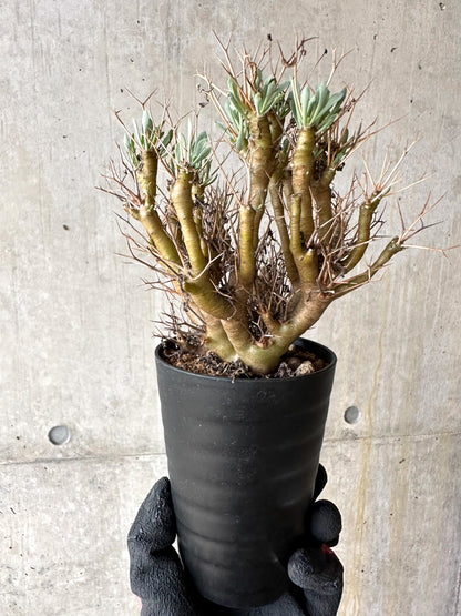 【現品限り】オトンナ・ユーフォルビオイデス[在庫整理価格]【J36】 Othonna euphorbioides