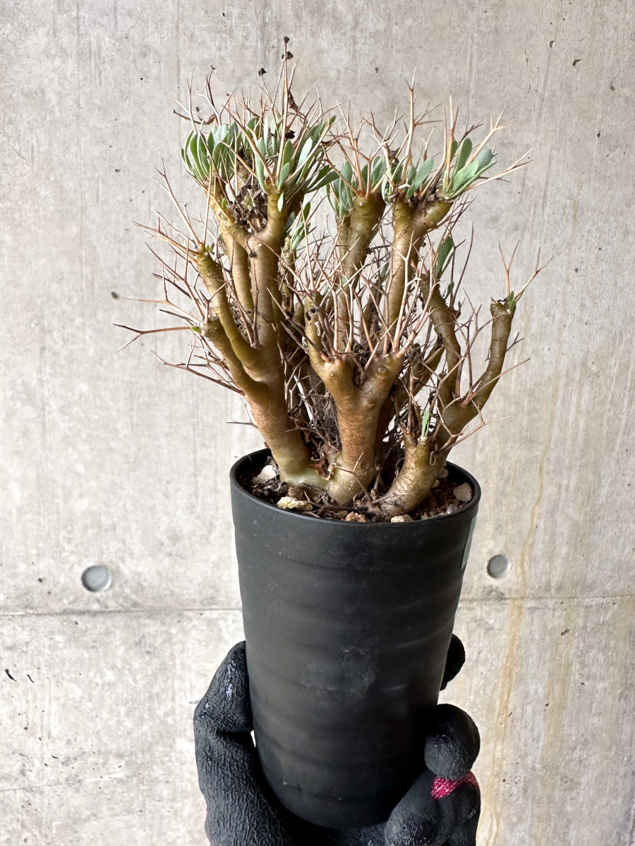 【現品限り】オトンナ・ユーフォルビオイデス[在庫整理価格]【J36】 Othonna euphorbioides