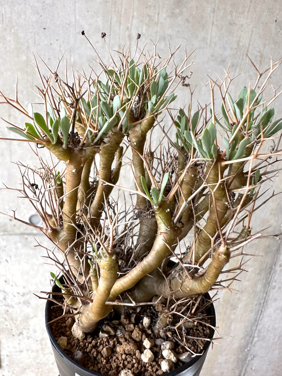 【現品限り】オトンナ・ユーフォルビオイデス[在庫整理価格]【J36】 Othonna euphorbioides