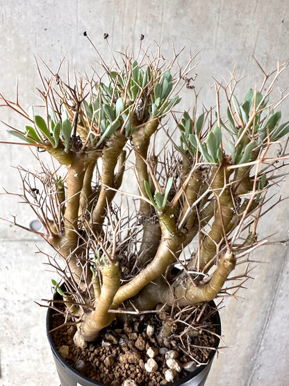 【現品限り】オトンナ・ユーフォルビオイデス[在庫整理価格]【J36】 Othonna euphorbioides