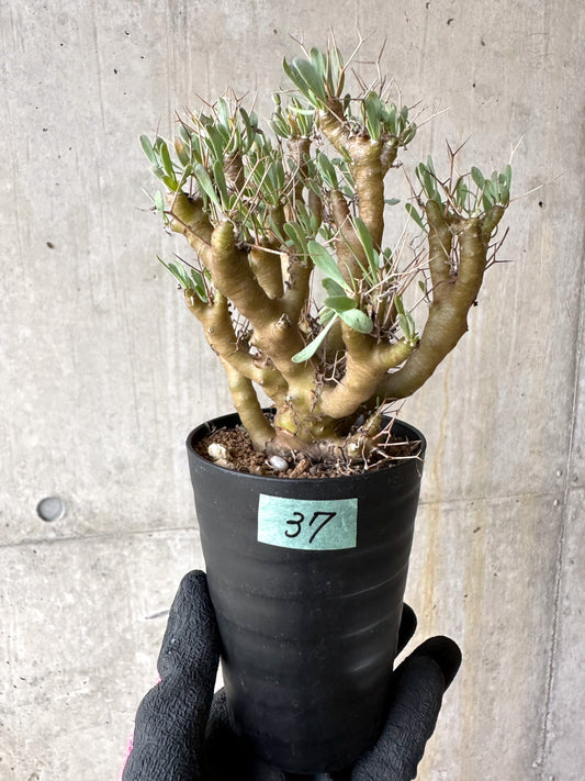 【現品限り】オトンナ・ユーフォルビオイデス[在庫整理価格]【J37】 Othonna euphorbioides