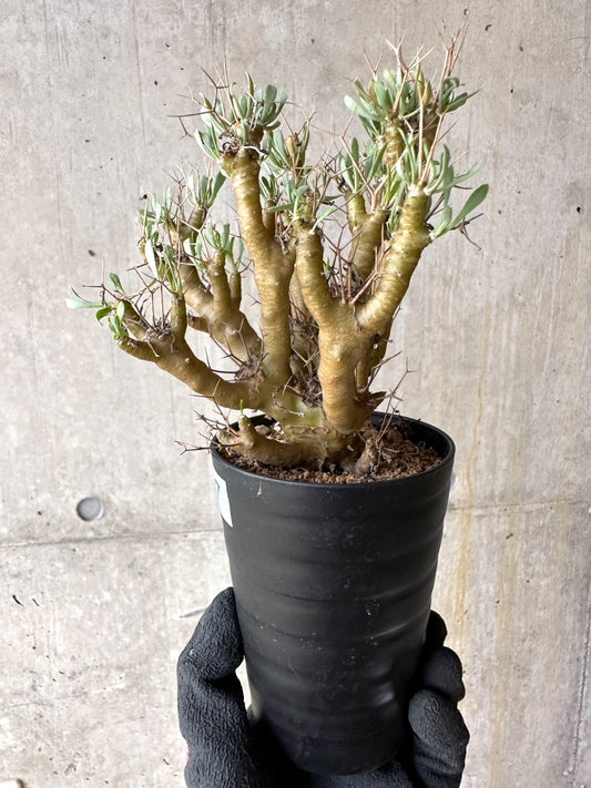 【現品限り】オトンナ・ユーフォルビオイデス[在庫整理価格]【J37】 Othonna euphorbioides