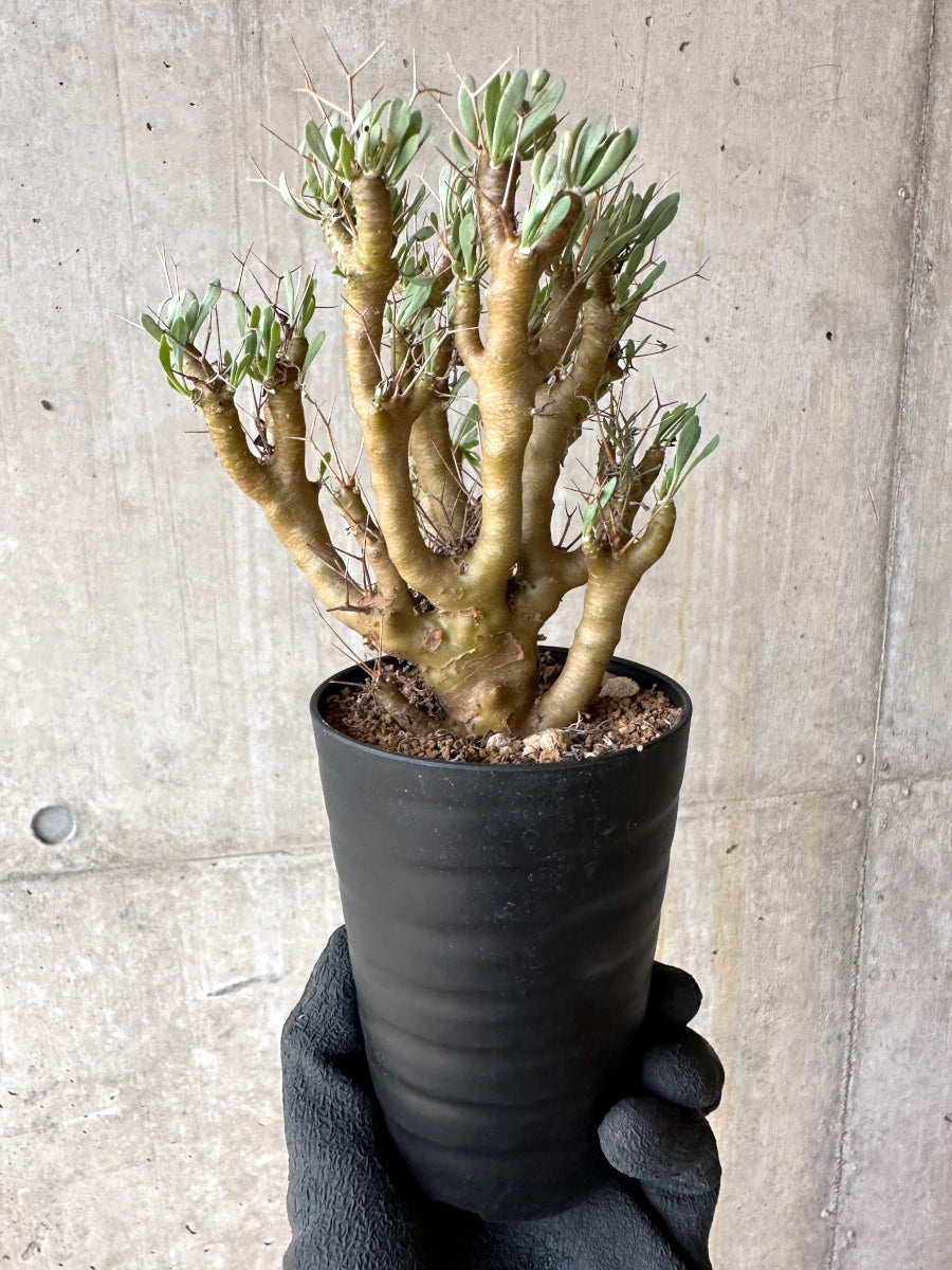 【現品限り】オトンナ・ユーフォルビオイデス[在庫整理価格]【J37】 Othonna euphorbioides