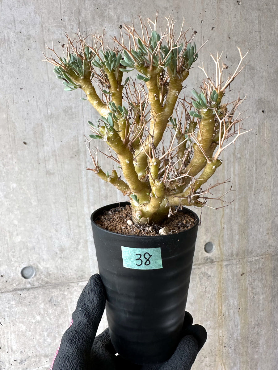 【現品限り】オトンナ・ユーフォルビオイデス[在庫整理価格]【J38】 Othonna euphorbioides