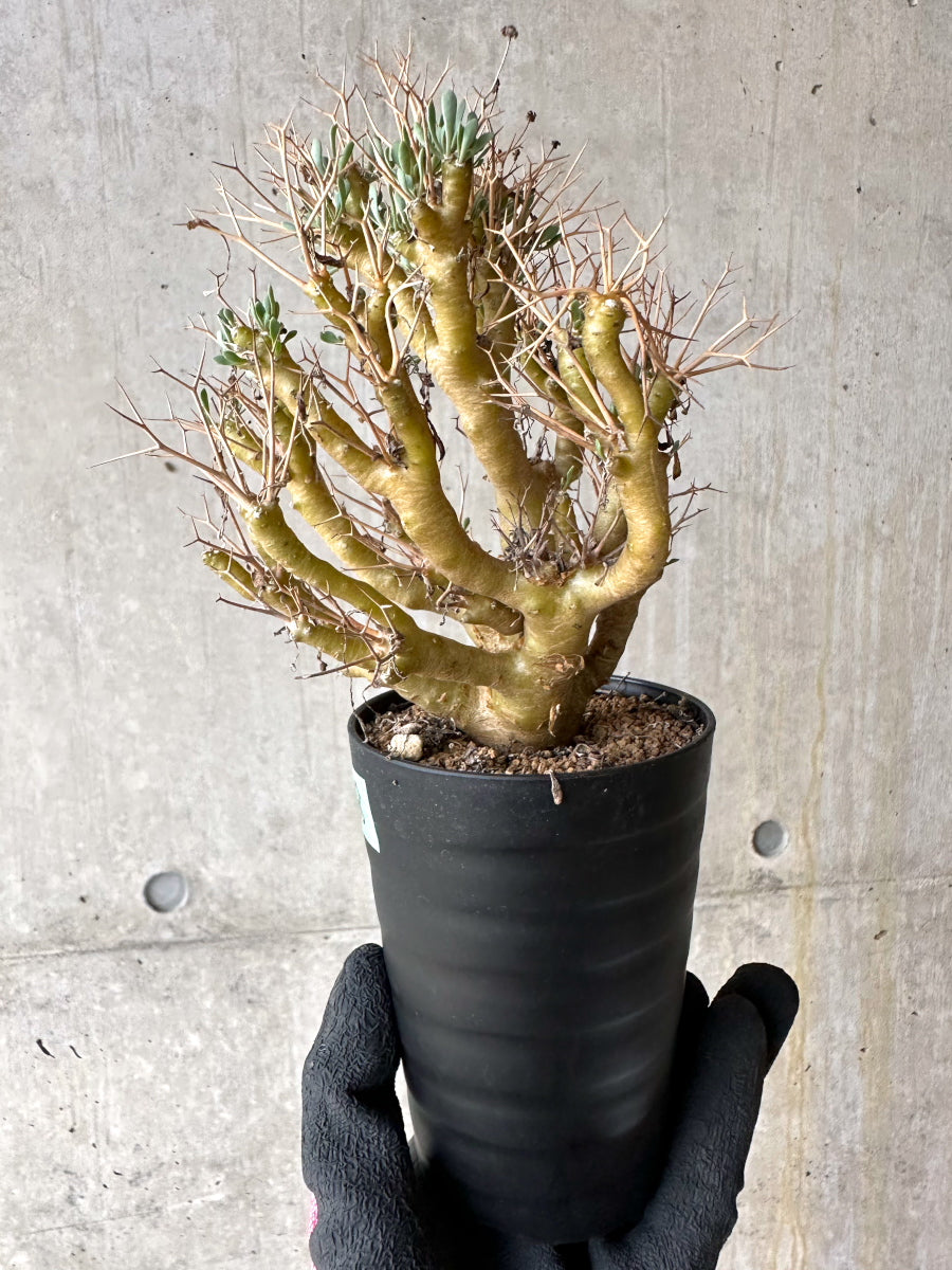 【現品限り】オトンナ・ユーフォルビオイデス[在庫整理価格]【J38】 Othonna euphorbioides