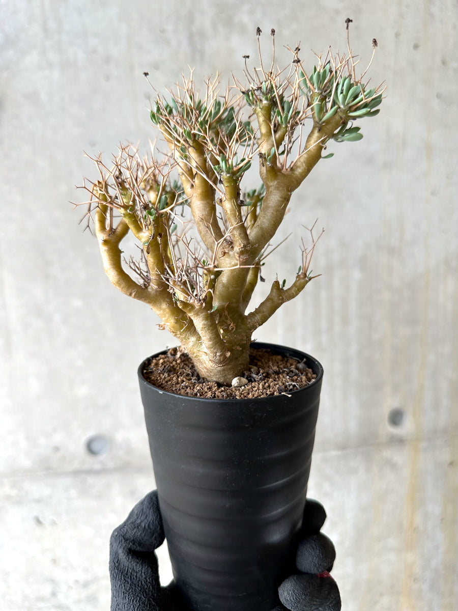 【現品限り】オトンナ・ユーフォルビオイデス[在庫整理価格]【J38】 Othonna euphorbioides