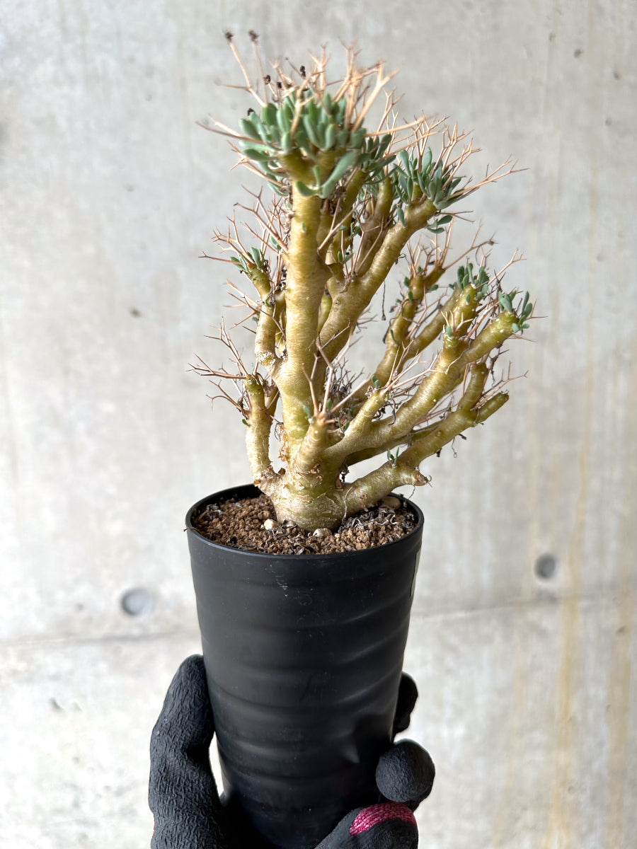 【現品限り】オトンナ・ユーフォルビオイデス[在庫整理価格]【J38】 Othonna euphorbioides